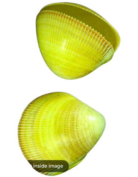 Yellow Cardium Clam Shell(5”)