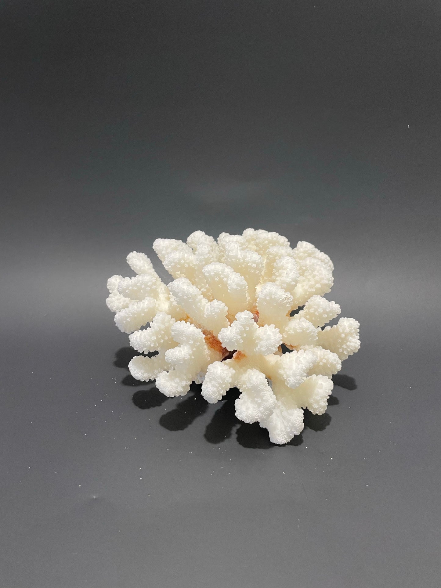 Cluster Coral (6”x6”)
