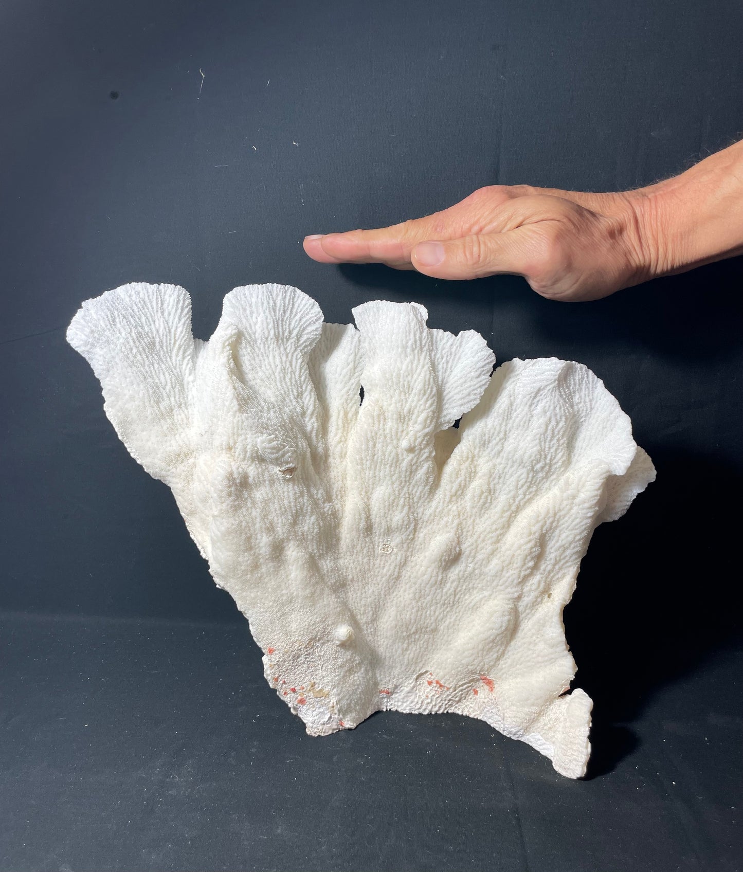 Merulina Coral 13"x13" - Treasures from Beneath