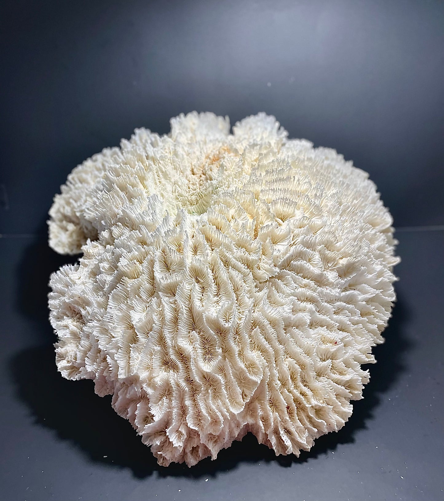 Lettuce Coral (21”x19”)