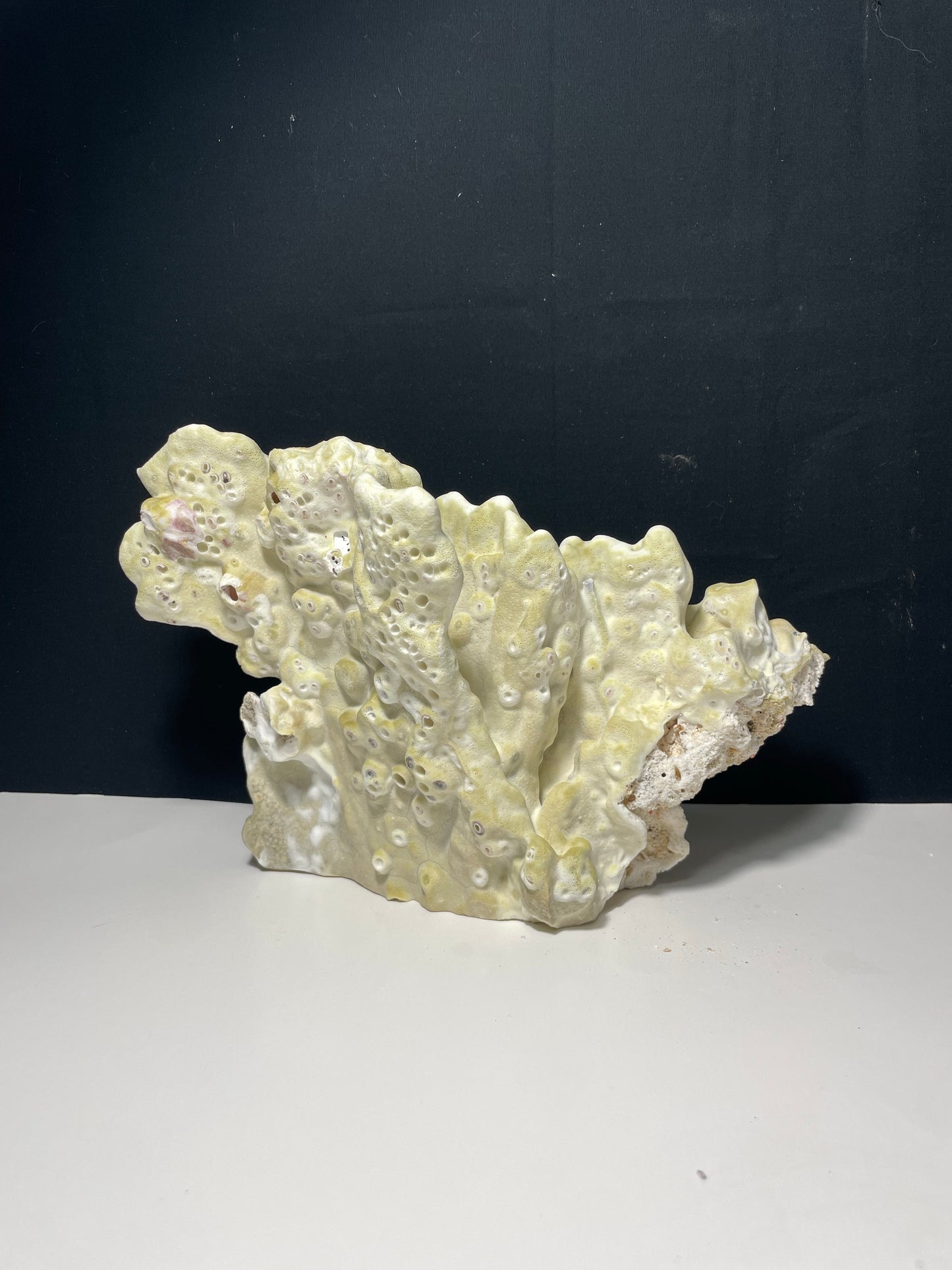 Green Fire Coral (10”x7”)