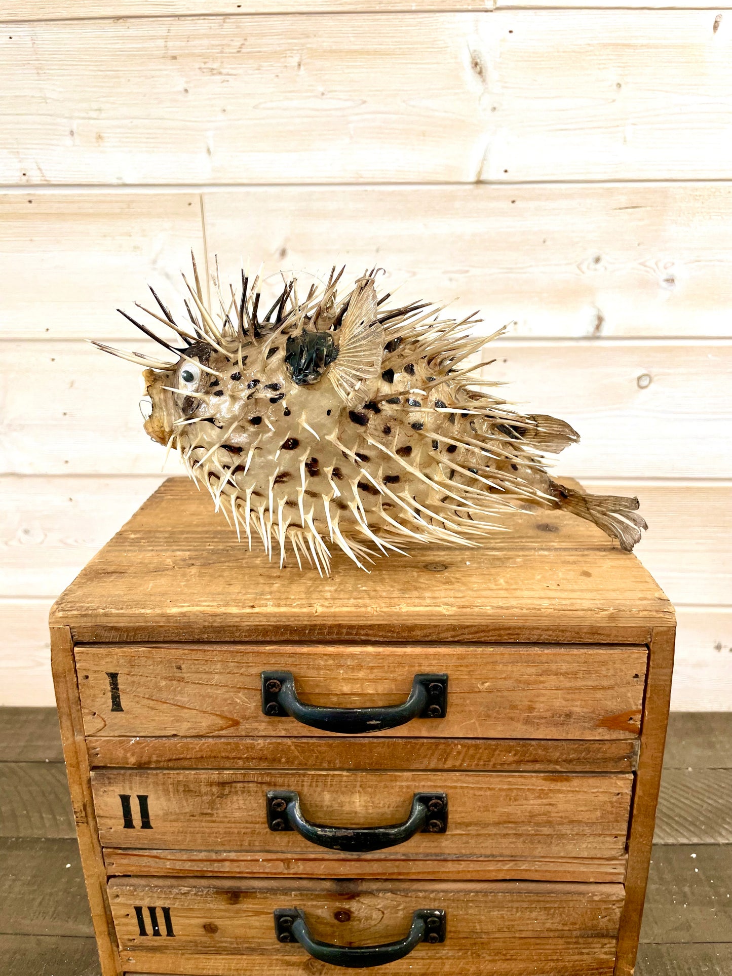 Spiny Puffer Fish (9”-10”)