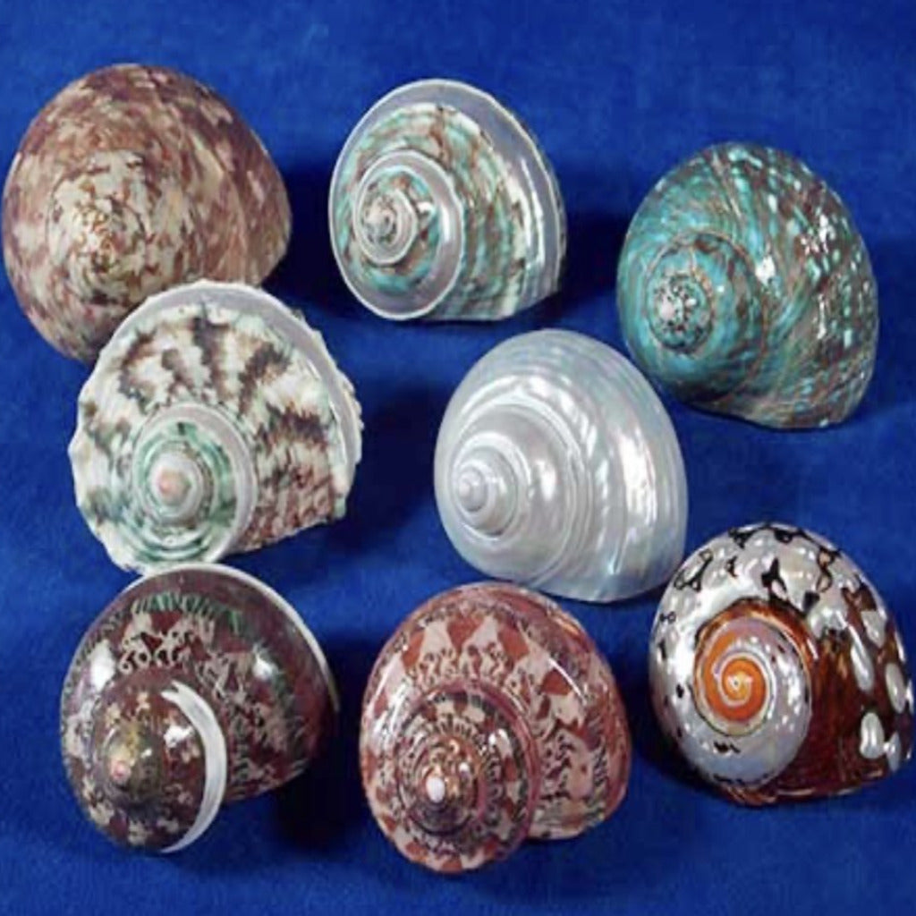 Turbo Shells - Treasures from Beneath