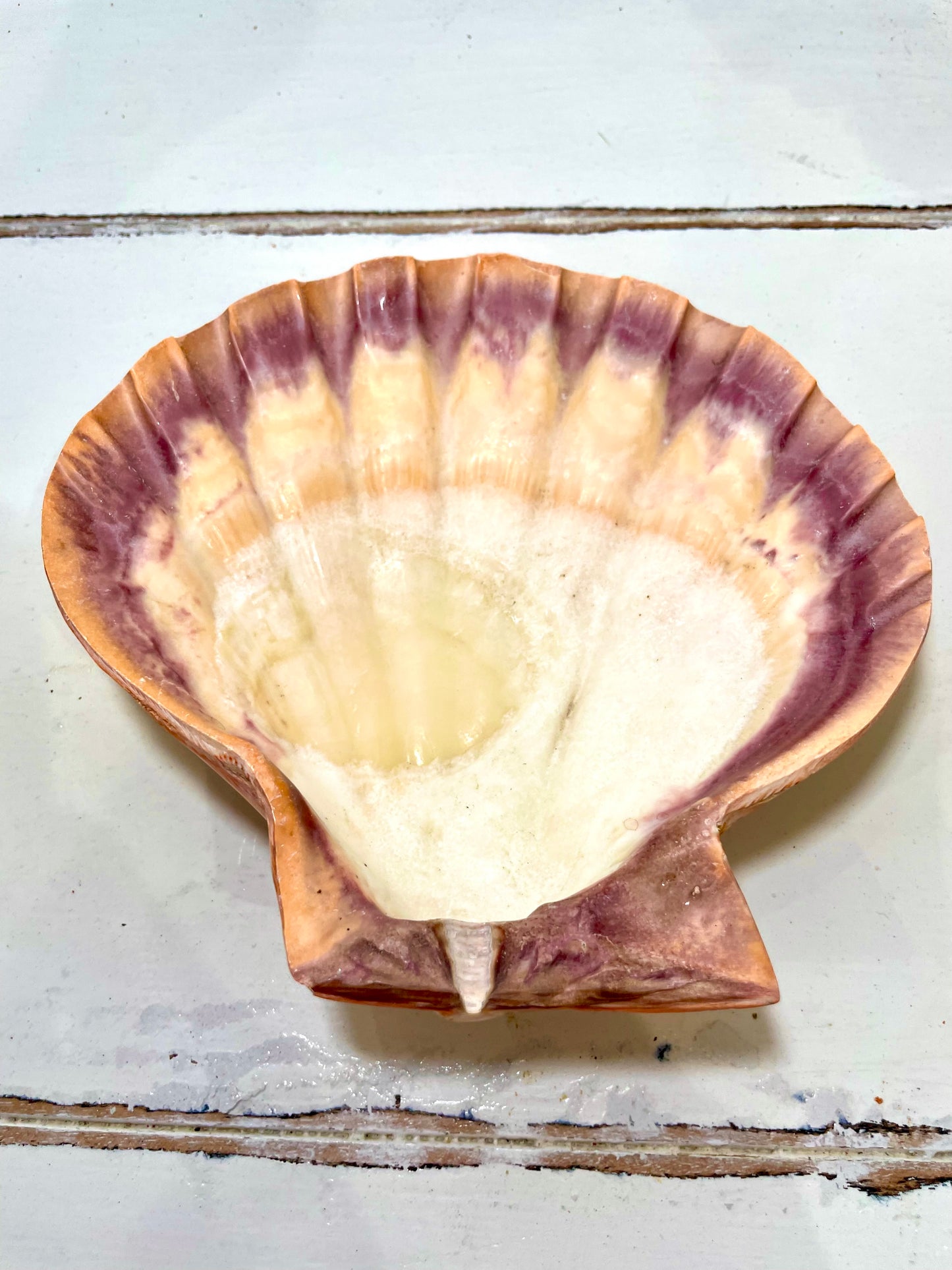 Orange Lions Paw 5”-6” (single) - Treasures from Beneath