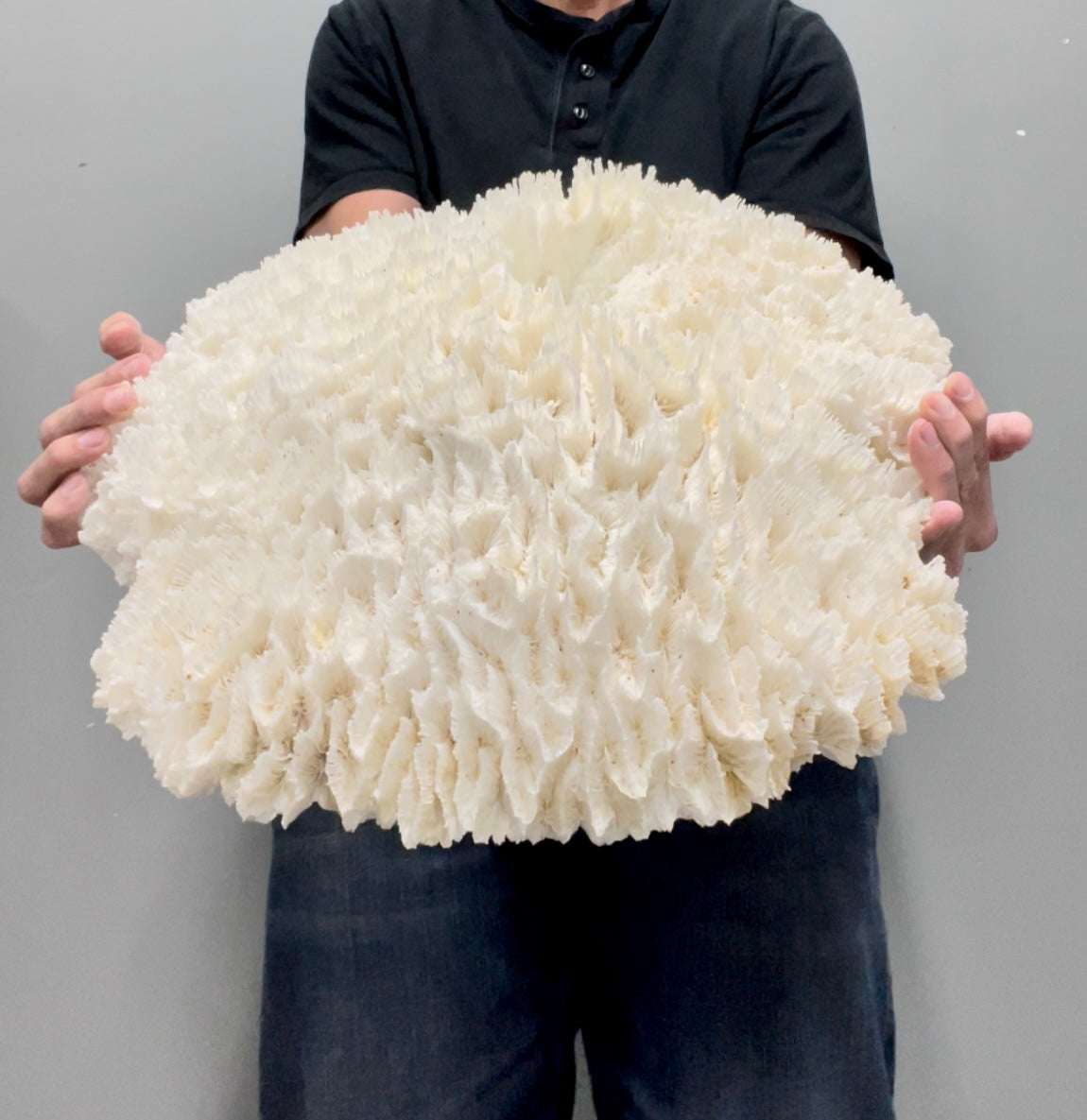 Lettuce Coral (21”x19”)