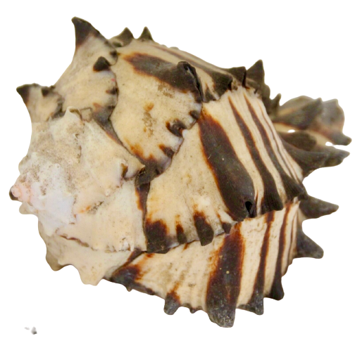 Black Radix Murex Shell (3.5”-4”)