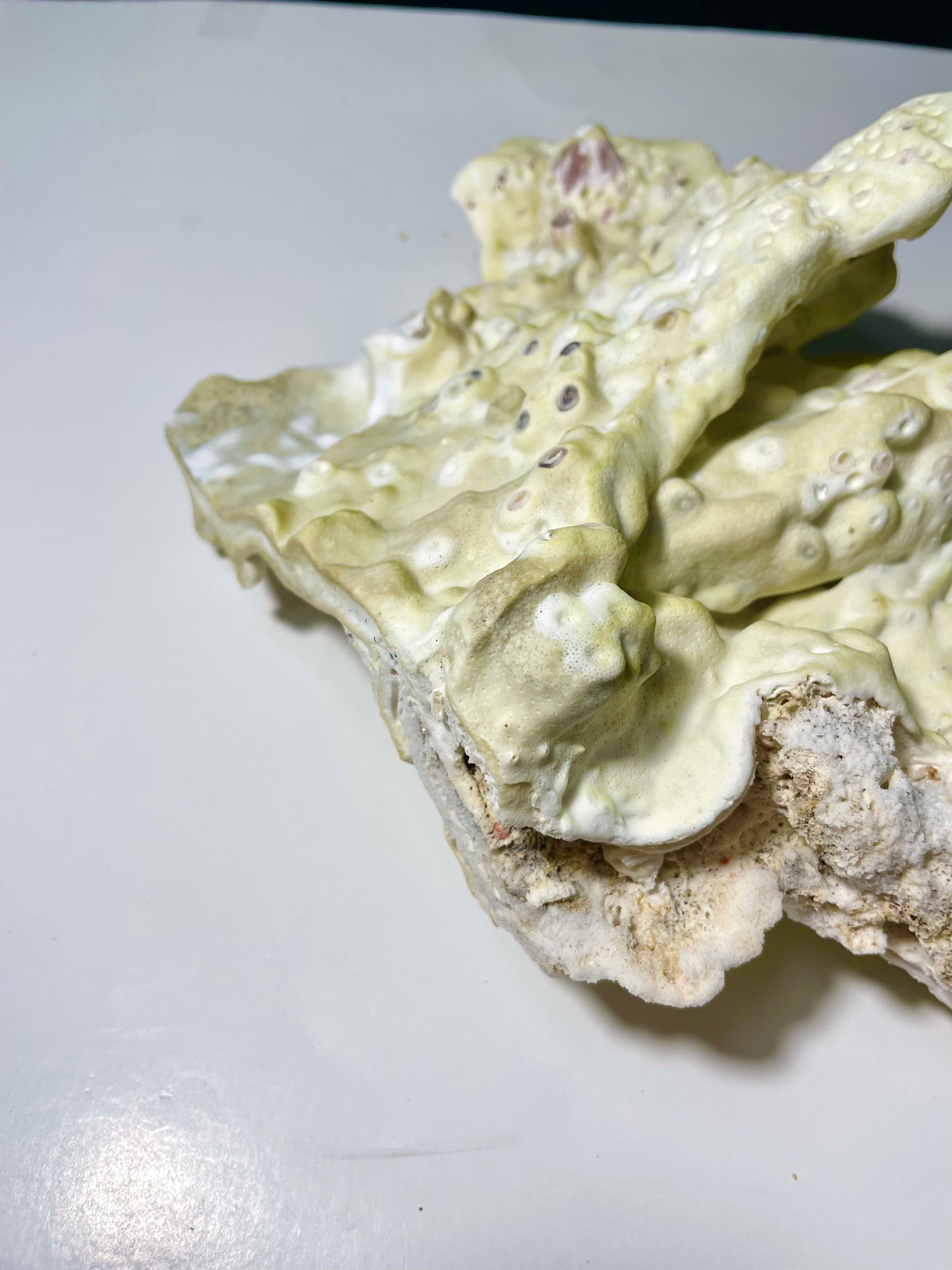 Green Fire Coral (10”x7”)