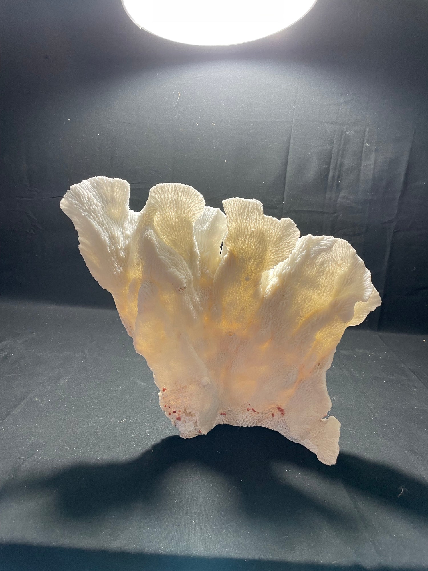 Merulina Coral 13"x13" - Treasures from Beneath