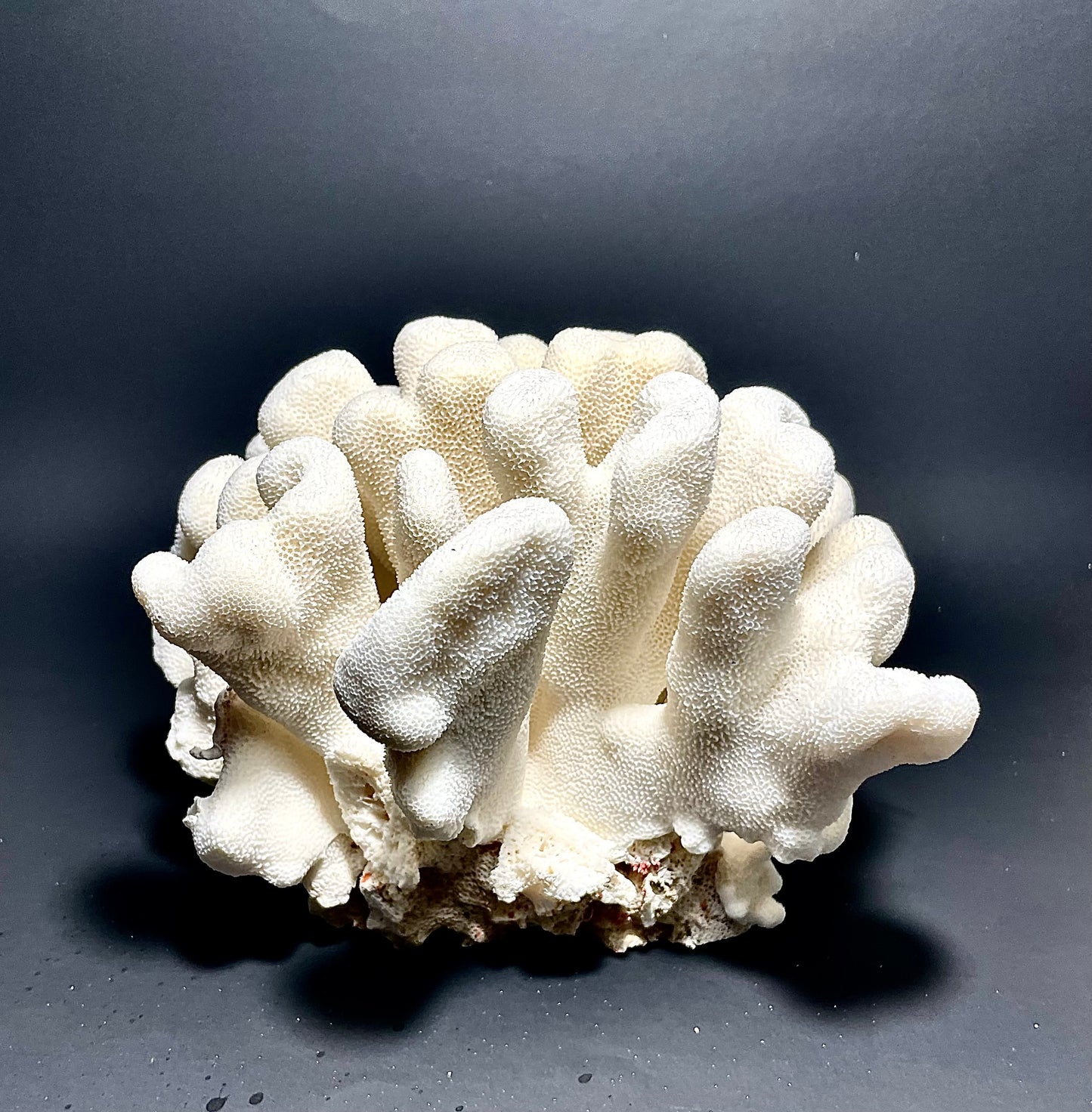 Elkhorn Coral (9”x8”)