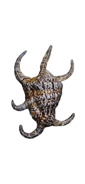 Trúncate Spider Conch (10”+)