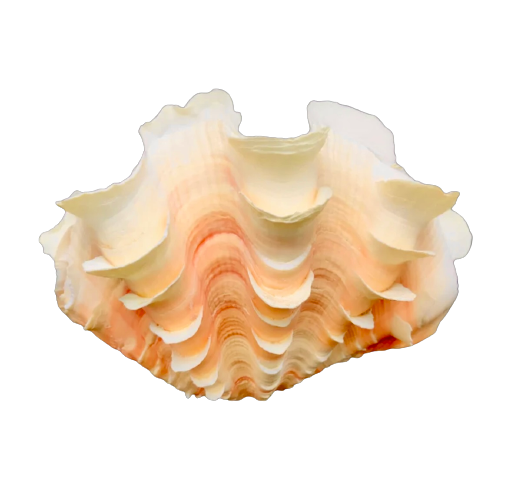 Fluted giant clam shell - Stock Image - F012/1076 - Science Photo Library