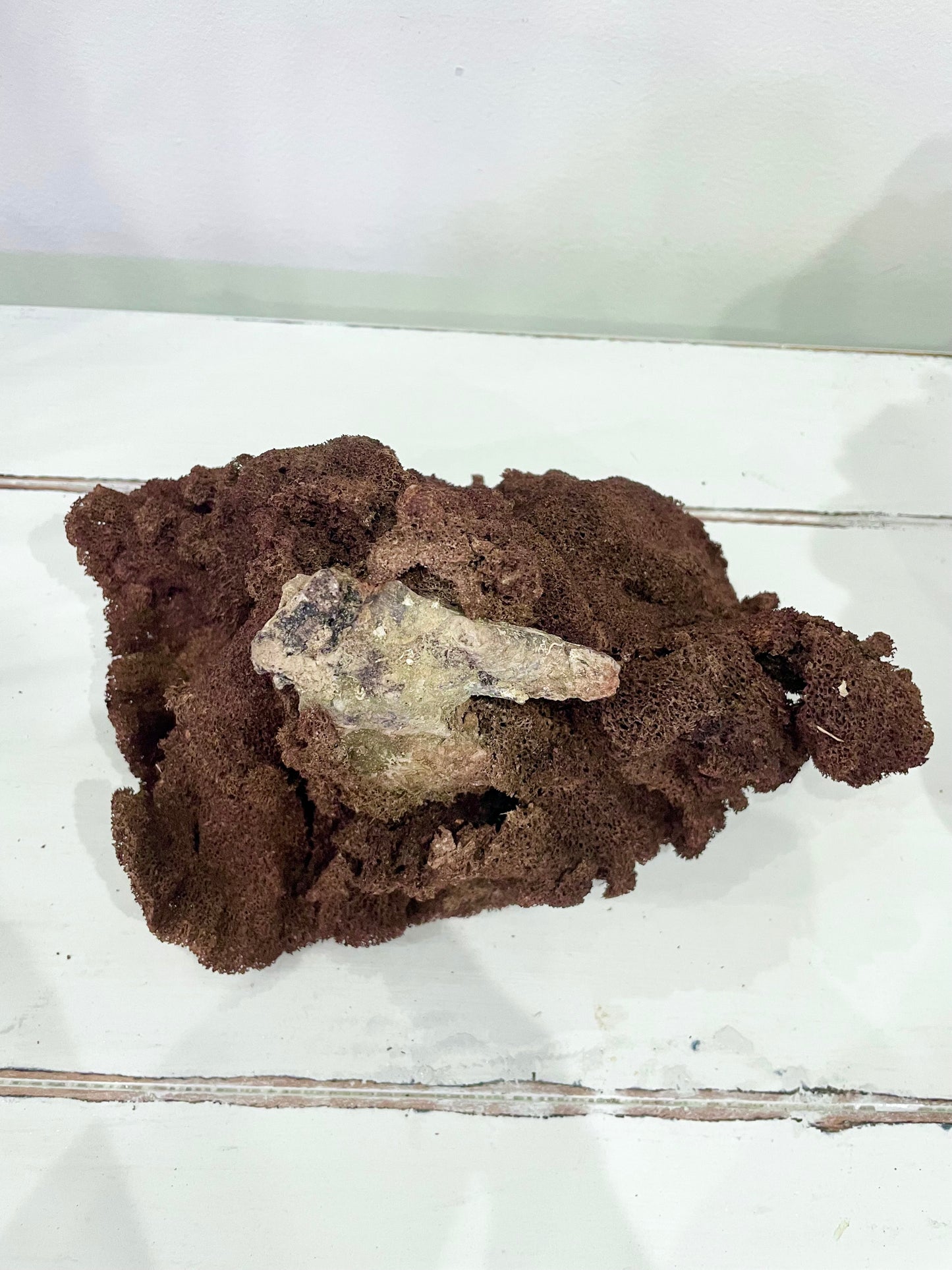 Earlobe Sponge (9”-10”)