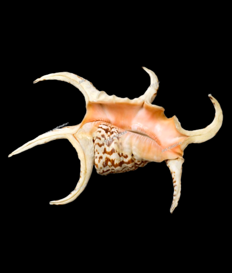 Chiragra Spider Conch (7”+)