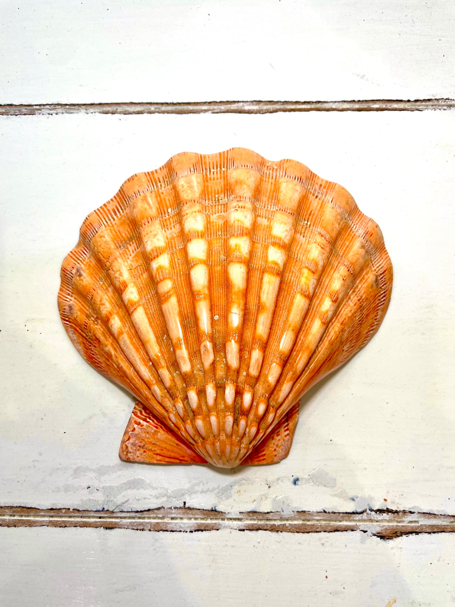 Orange Lions Paw 5”-6” (single) - Treasures from Beneath