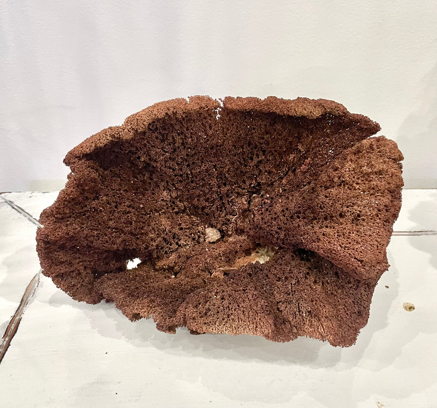 Earlobe Sponge (9”-10”)