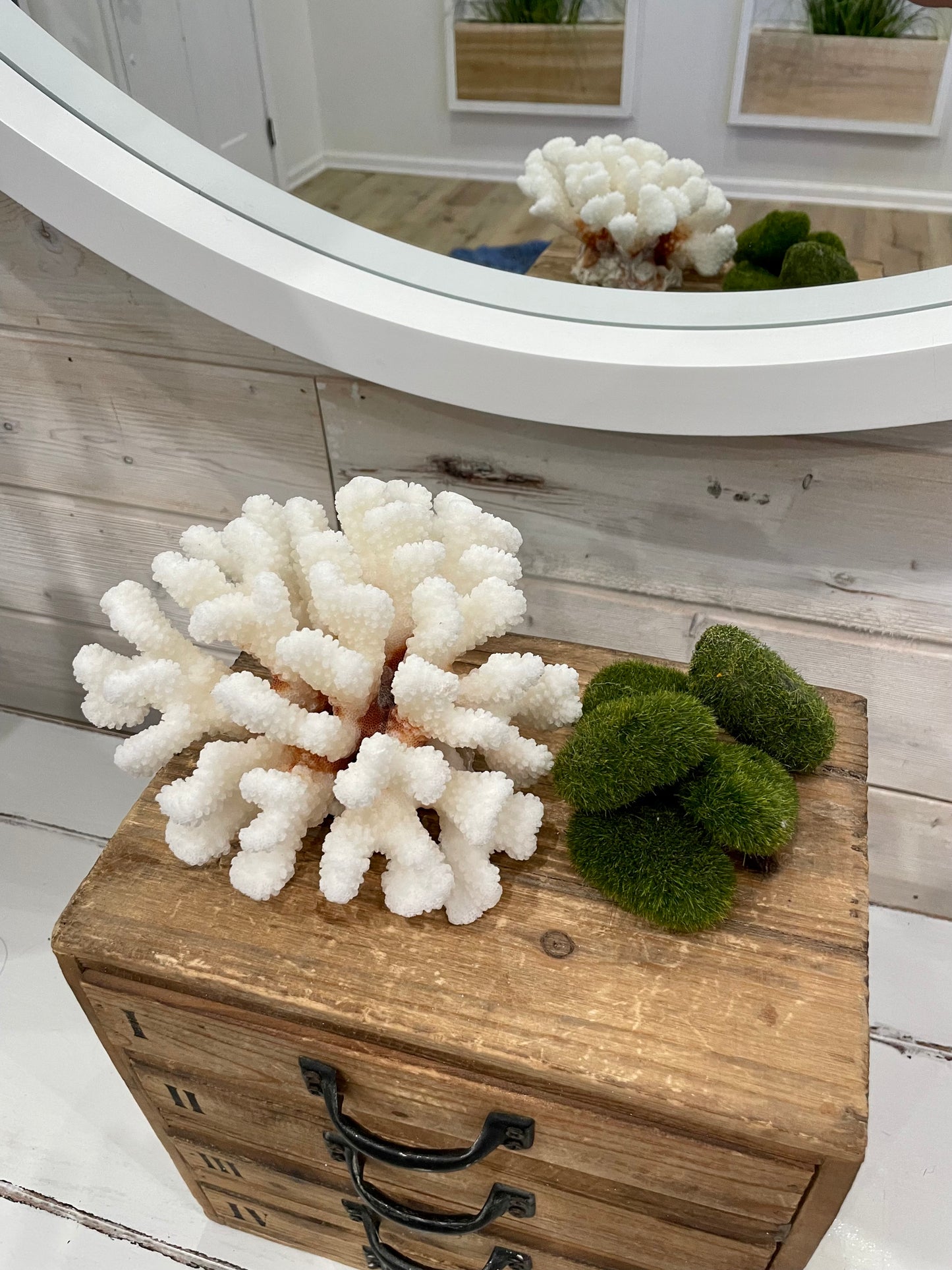 Cluster Coral (6”x6”)