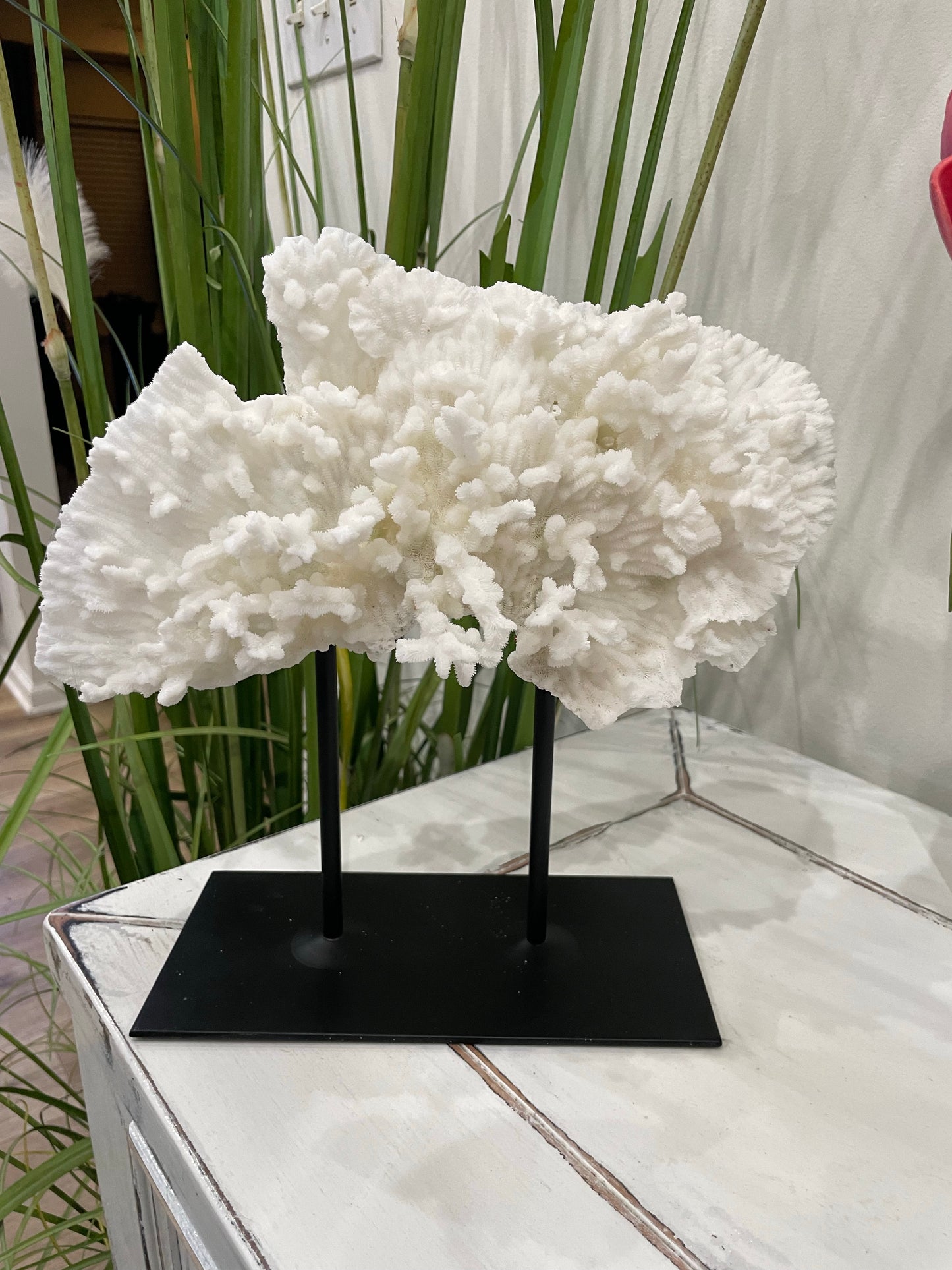 Merulina Coral (11”x10”) on Metal Stand