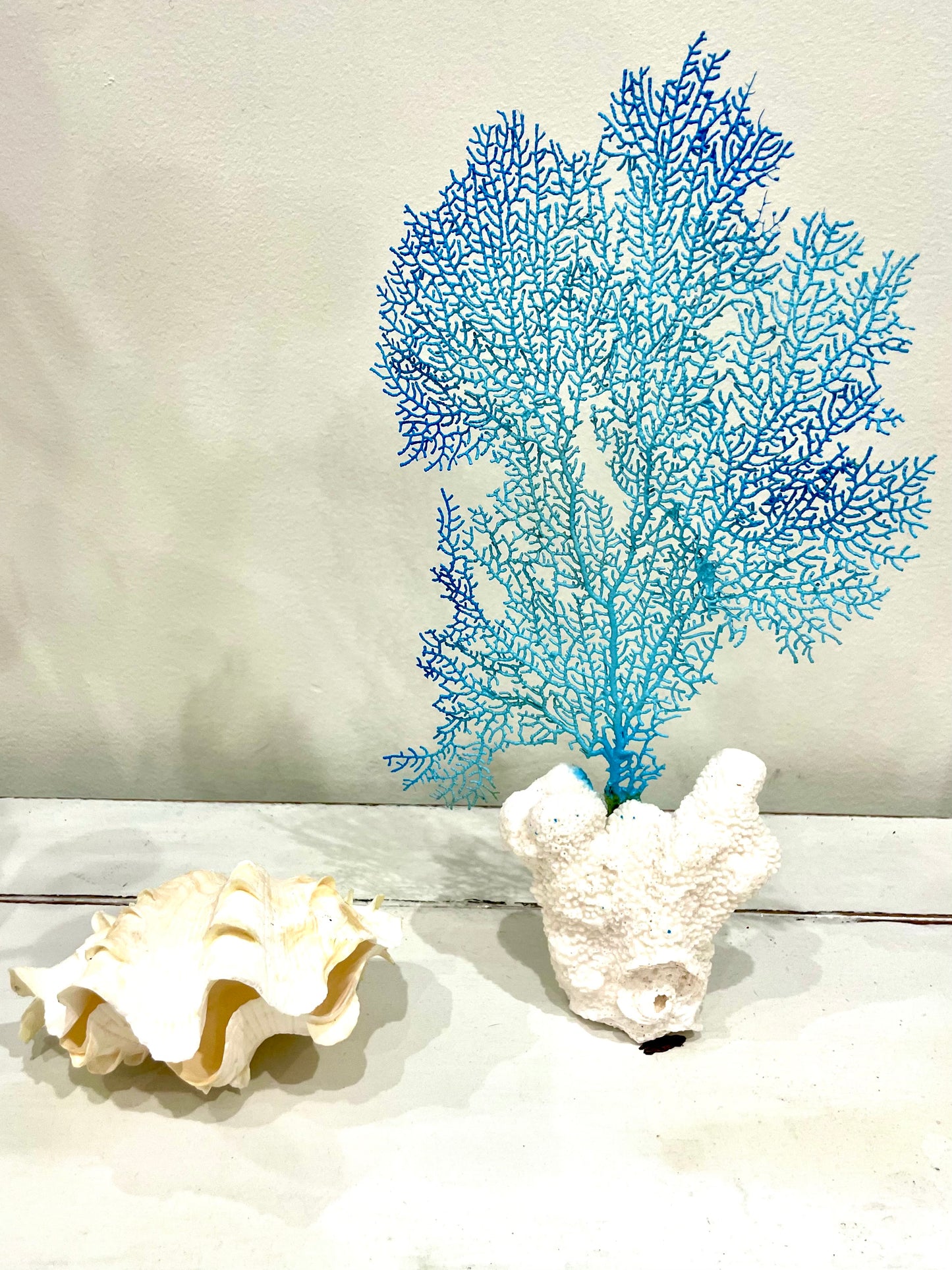 Sea Fan on Cat’s Paw Coral (13”x8”)
