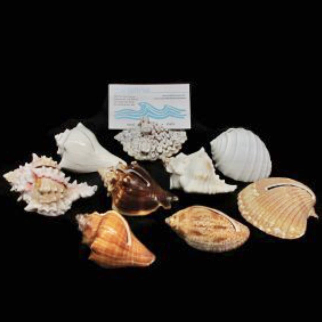 Card Holder Shells (2.3-3") 3 pcs - Treasures from Beneath