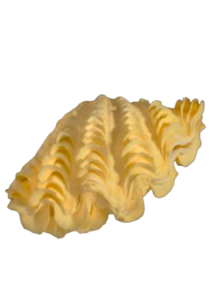 Derasa Clam Shell (5”-6”)
