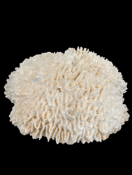 Lettuce Coral (21”x19”)