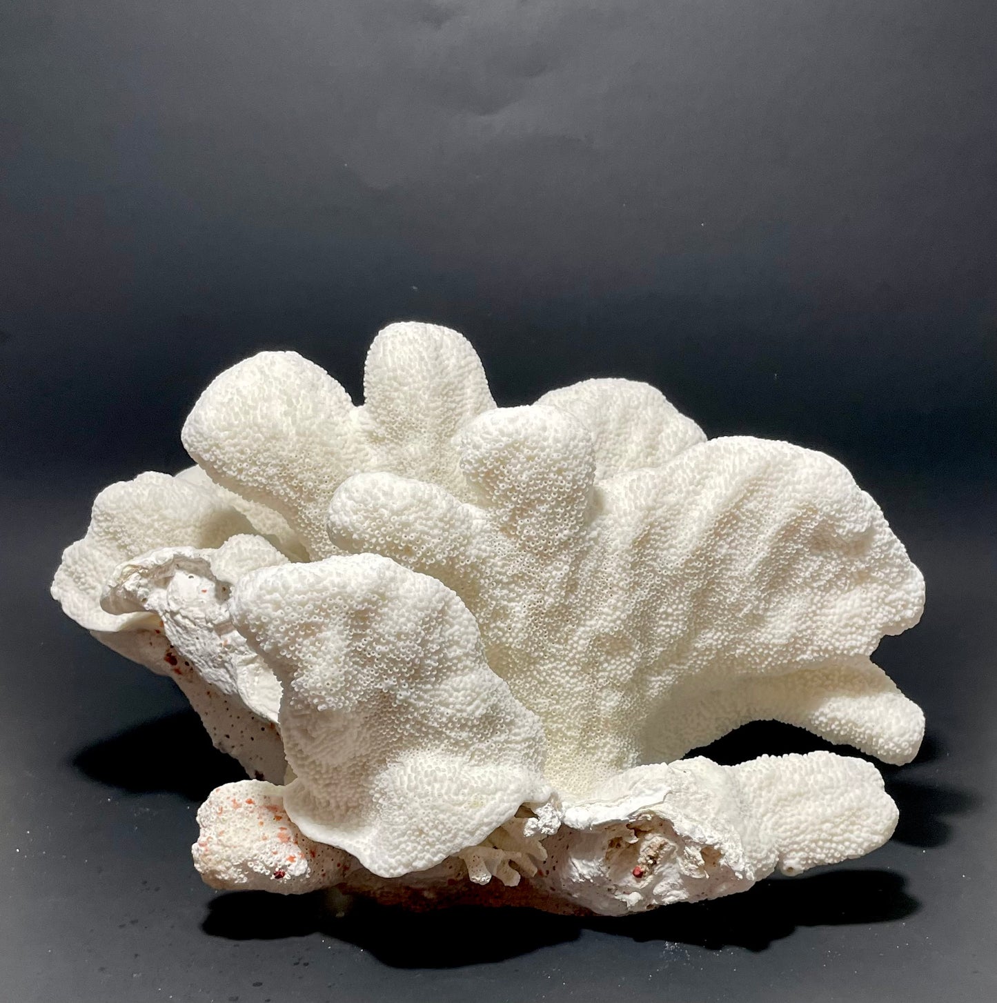 Cats Paw Coral (14”x10”)