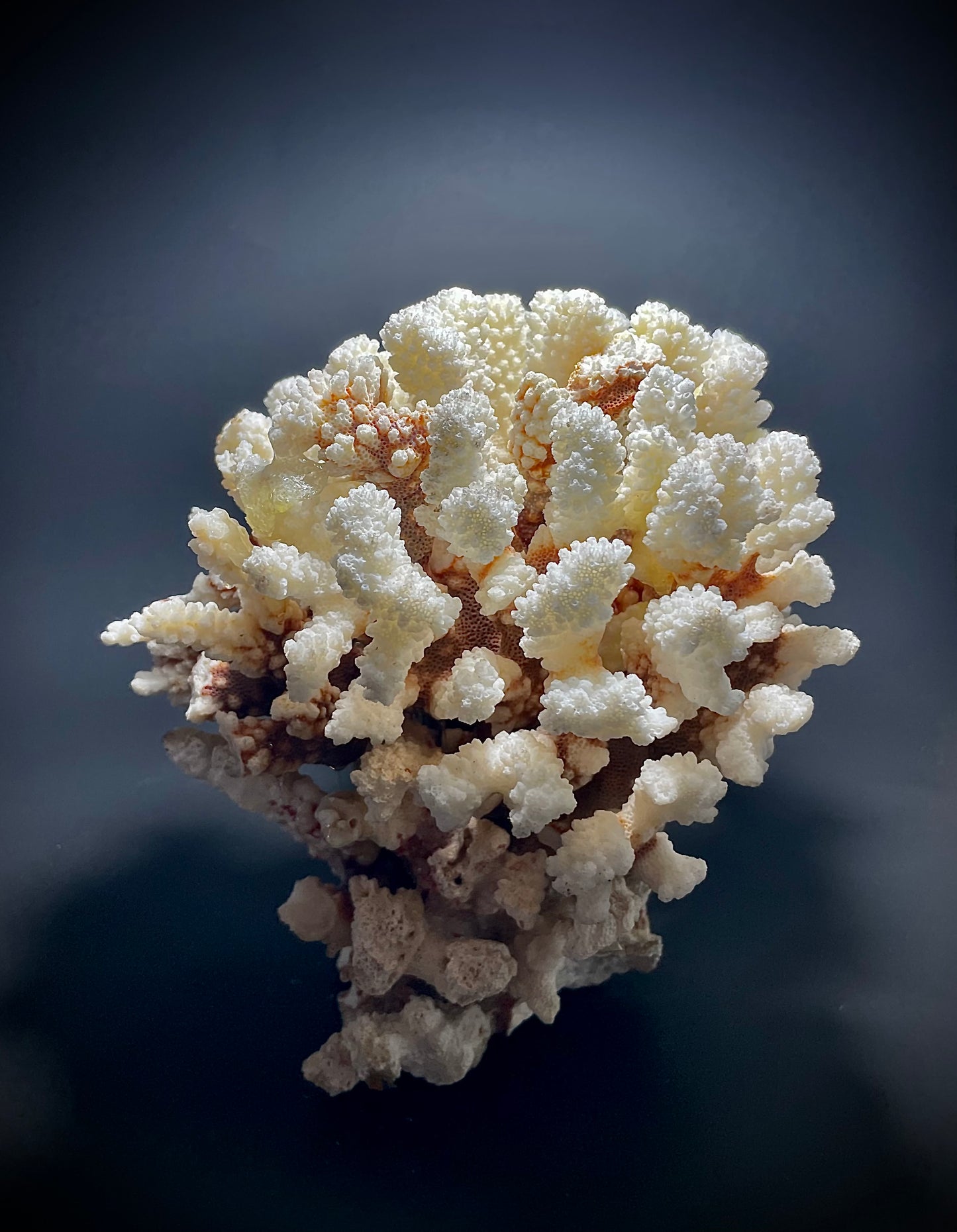 Brownstem Coral 10”x8” - Treasures from Beneath