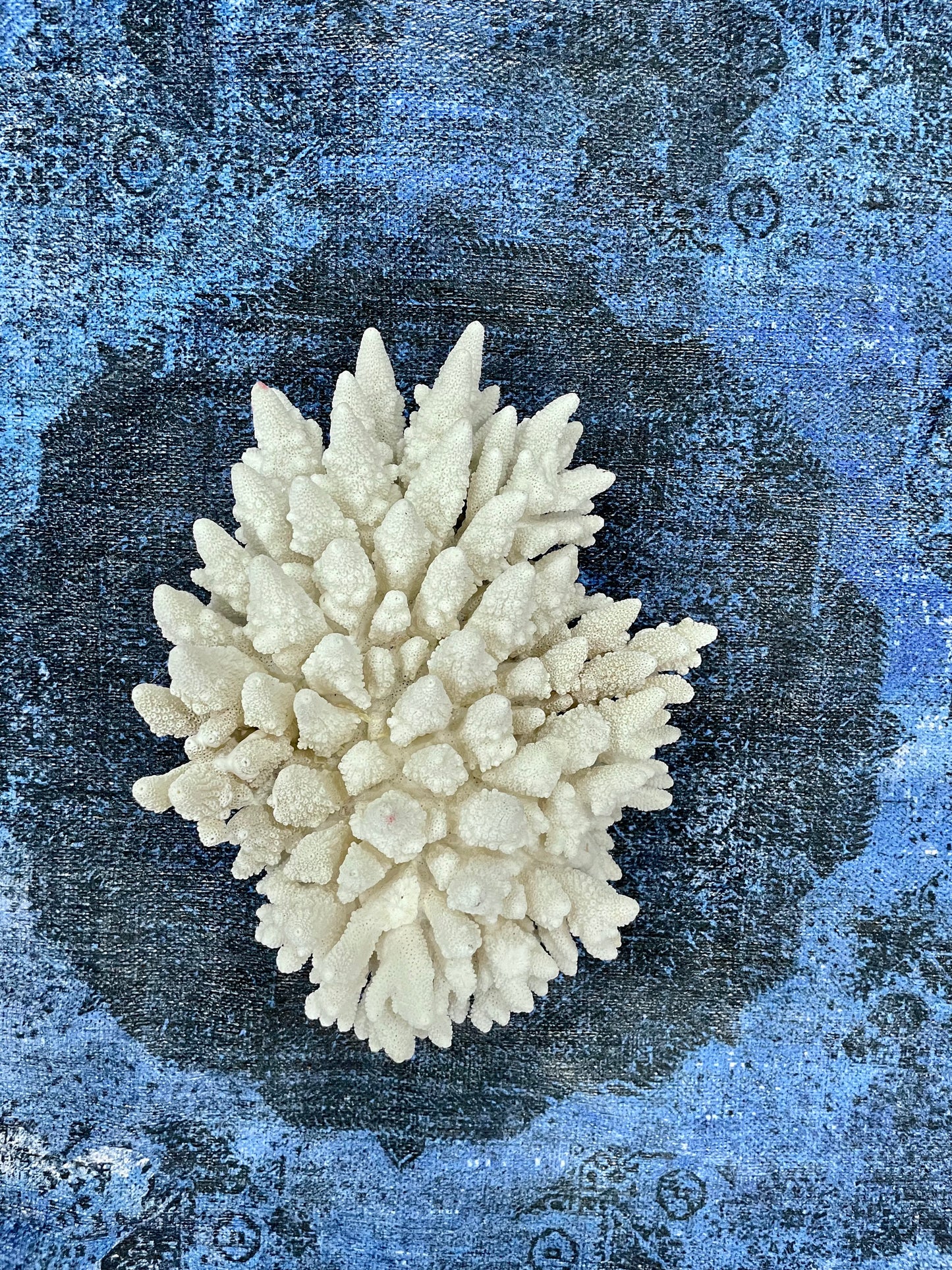 Finger Coral (14”x12”) 17 lbs