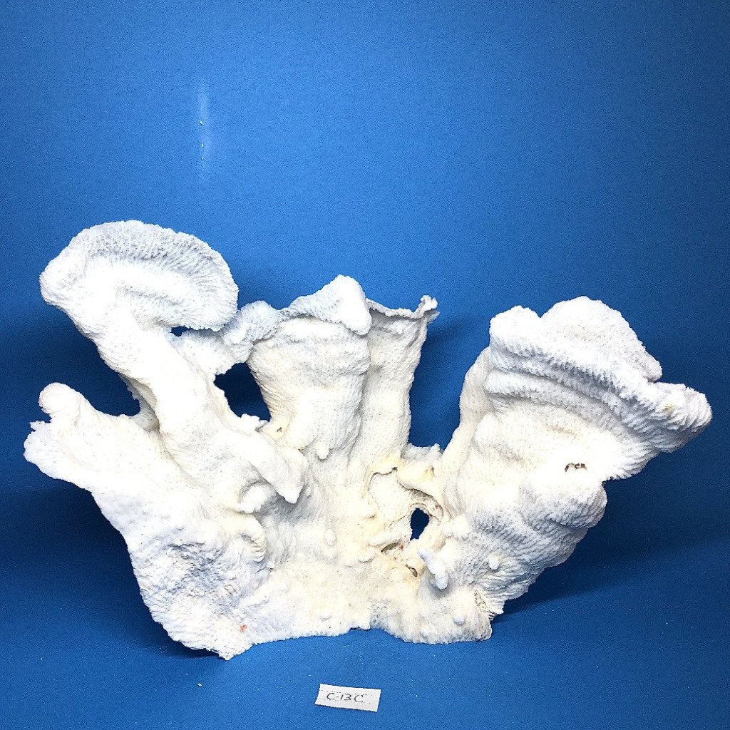 Merulina Coral 10.5"x8.5" - Treasures from Beneath
