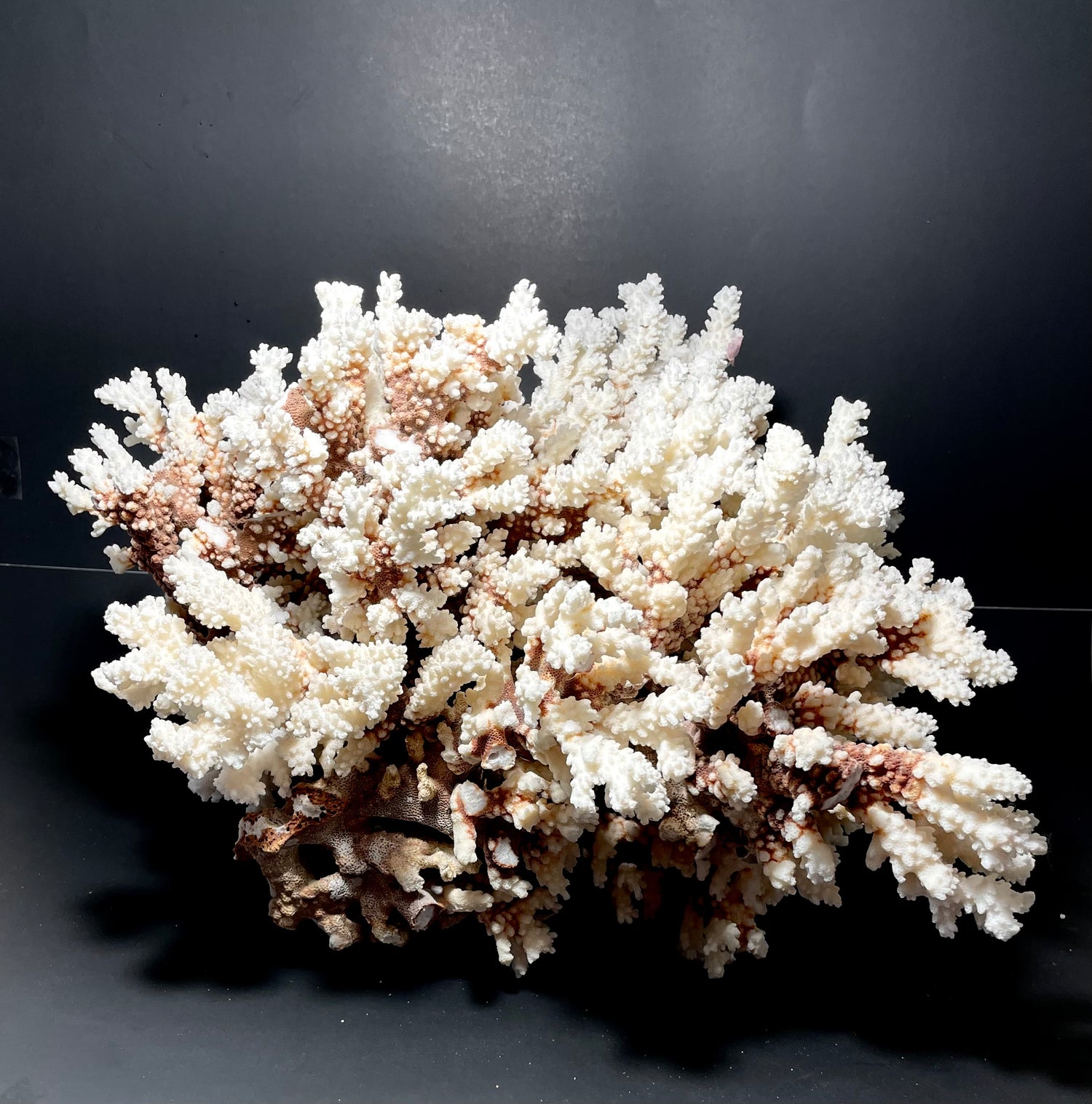 Brownstem Coral 16”x16”x15” (20 lbs) - Treasures from Beneath