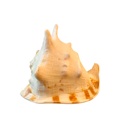 Queen Horned Helmet Shells 6.5”