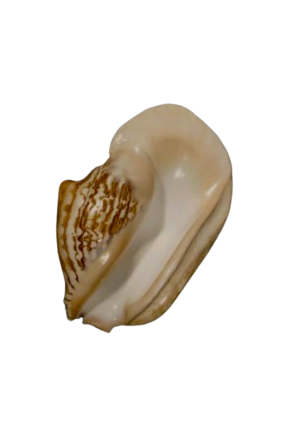 Wide Pacific Conch (6”+) - Treasures from Beneath
