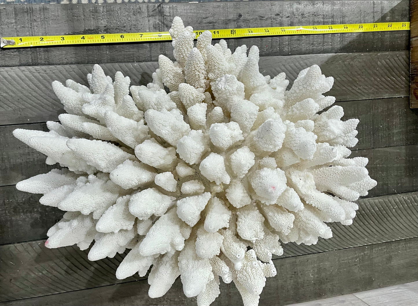 Finger Coral (14”x12”) 17 lbs