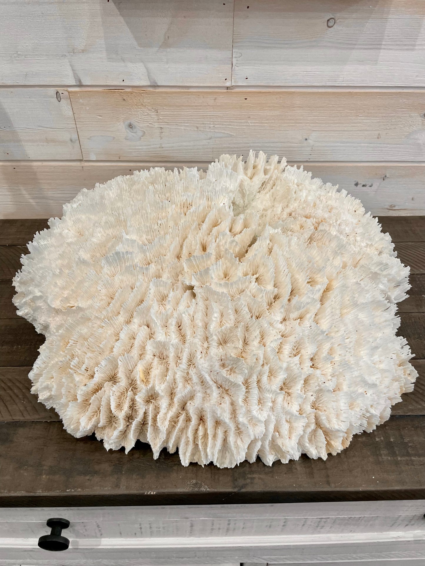Lettuce Coral (21”x19”)