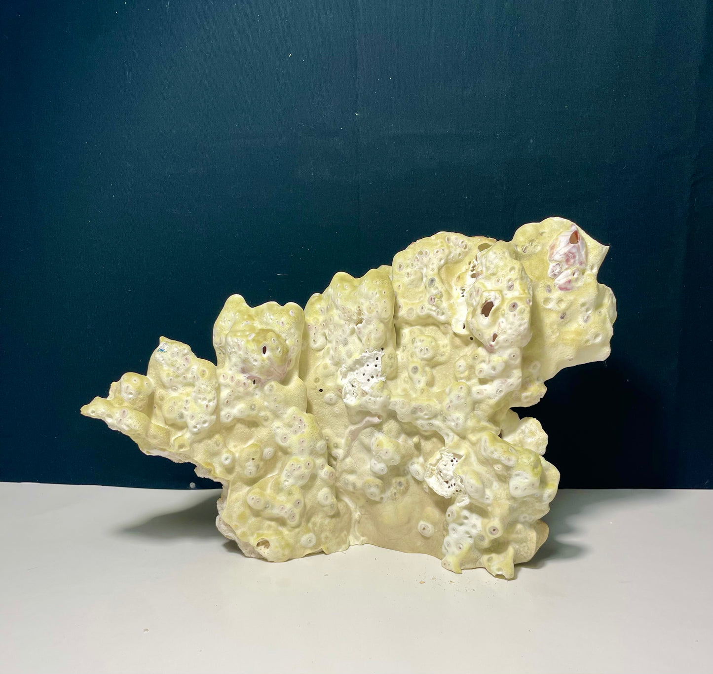 Green Fire Coral (10”x7”)