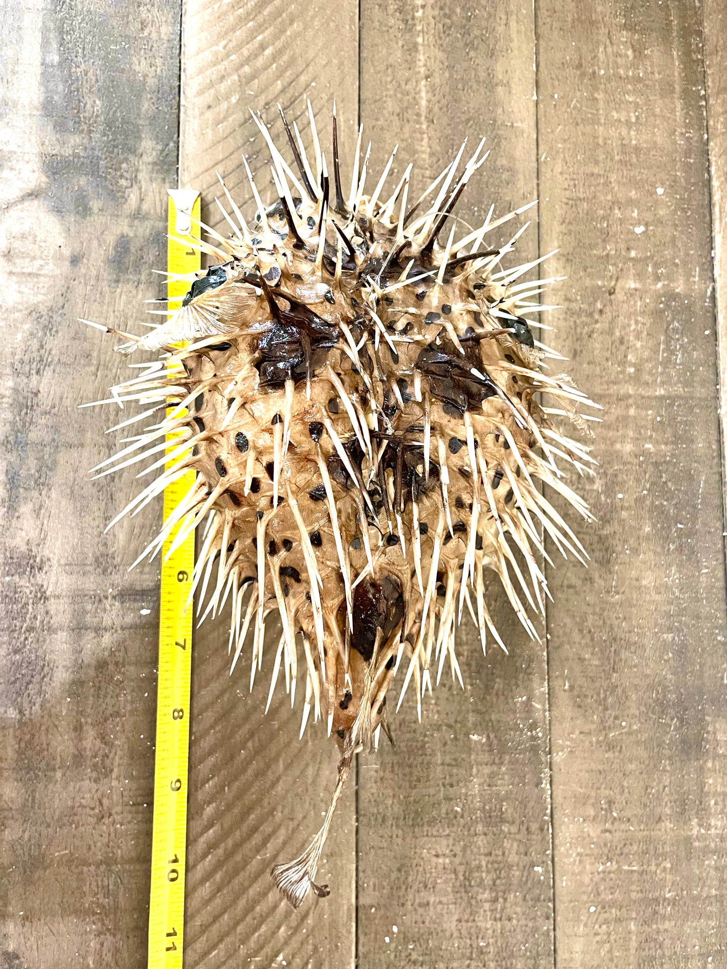 Spiny Puffer Fish (9”-10”)