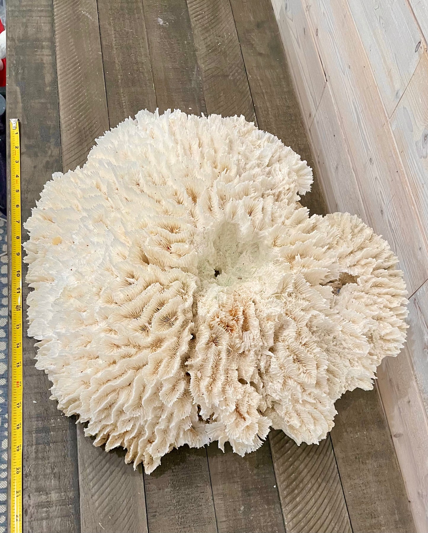 Lettuce Coral (21”x19”)