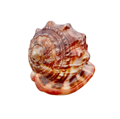 Bullmouth Helmet Shell (3”-4”)