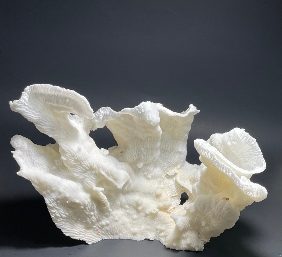 Merulina Coral (11”x10”) - Treasures from Beneath