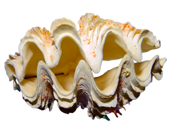Giant clam discount shell