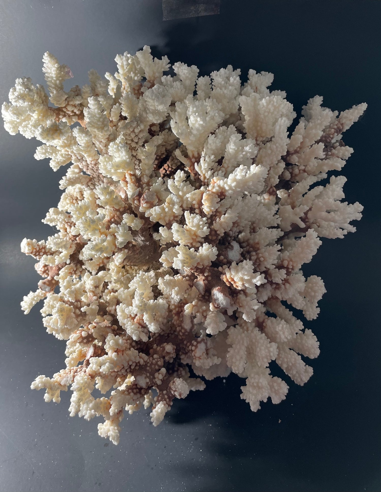 Brownstem Coral 16”x16”x15” (20 lbs) - Treasures from Beneath