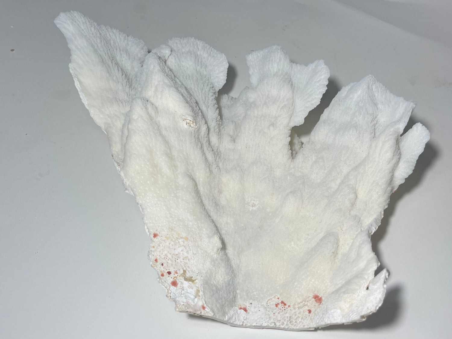 Merulina Coral 13"x13" - Treasures from Beneath