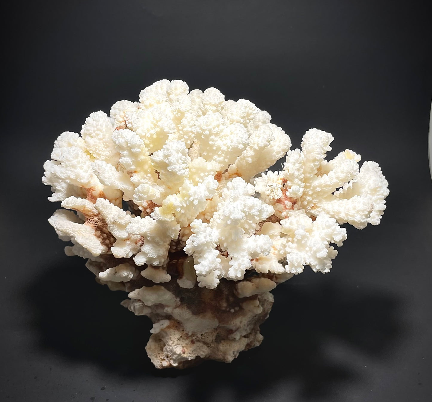 Brownstem Coral 10”x8” - Treasures from Beneath