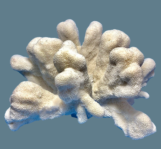 Cats Paw Coral (14”x10”)