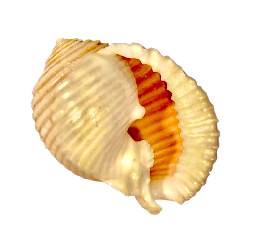 Grinning Tun (5”+)