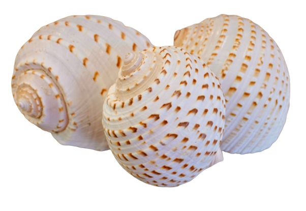 Pacific Tonna (5”+)