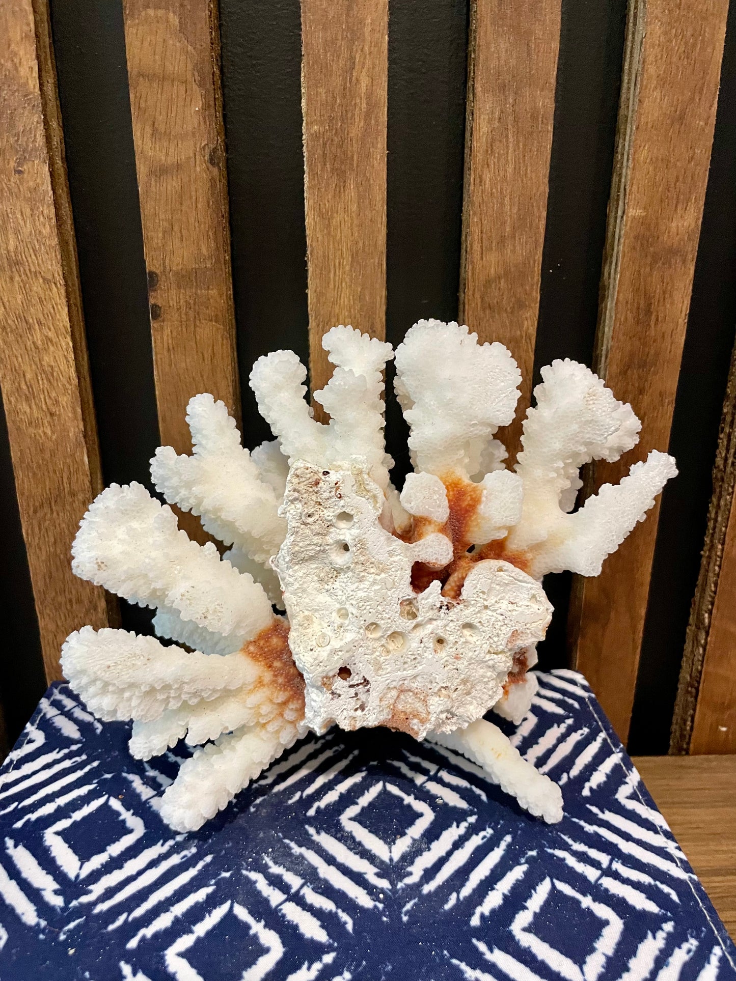 Cluster Coral (6”x6”)