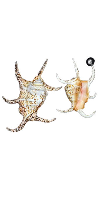 Millipede Spider Conch (5”+)