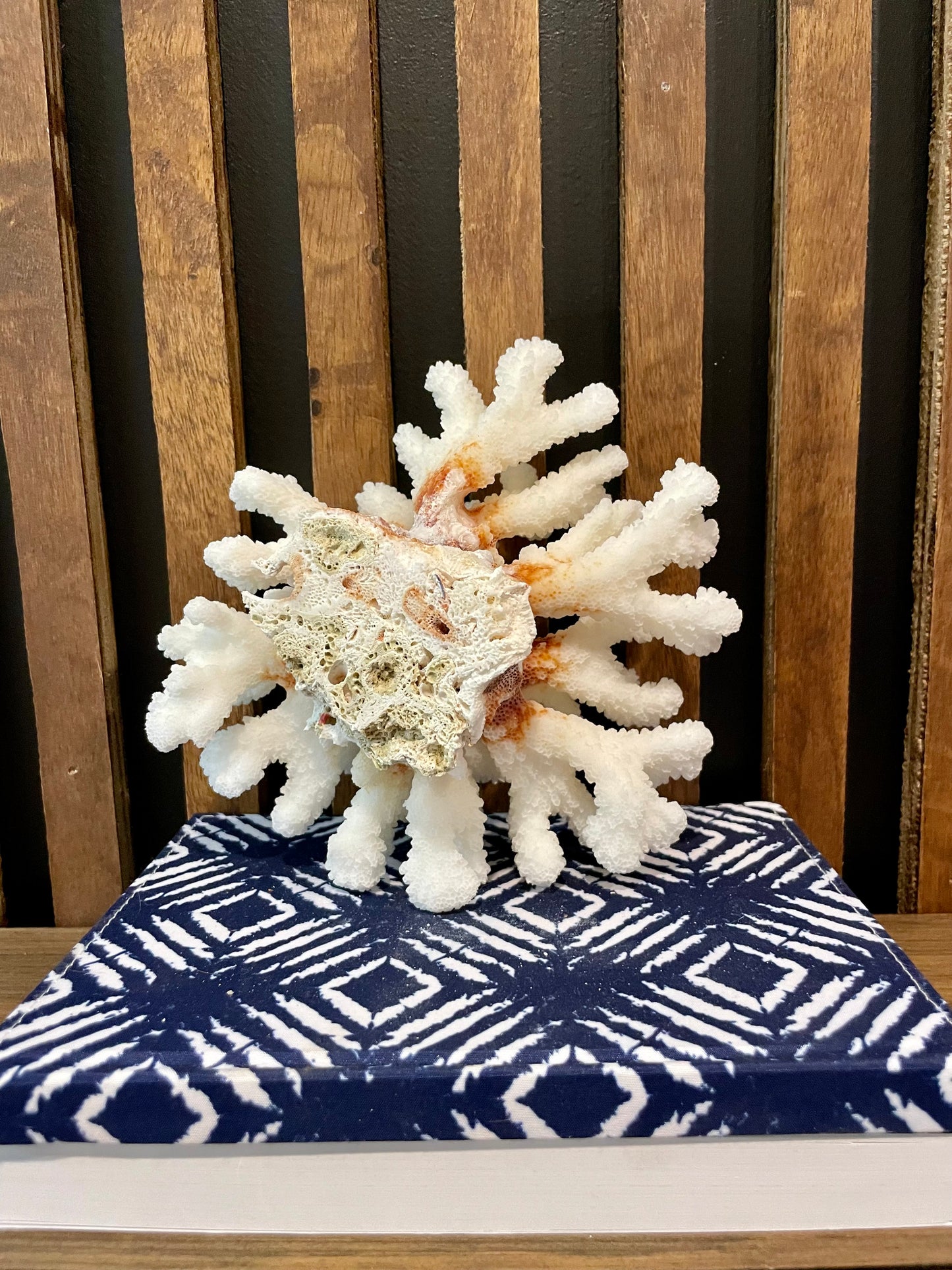 Cluster Coral (6”x6”)