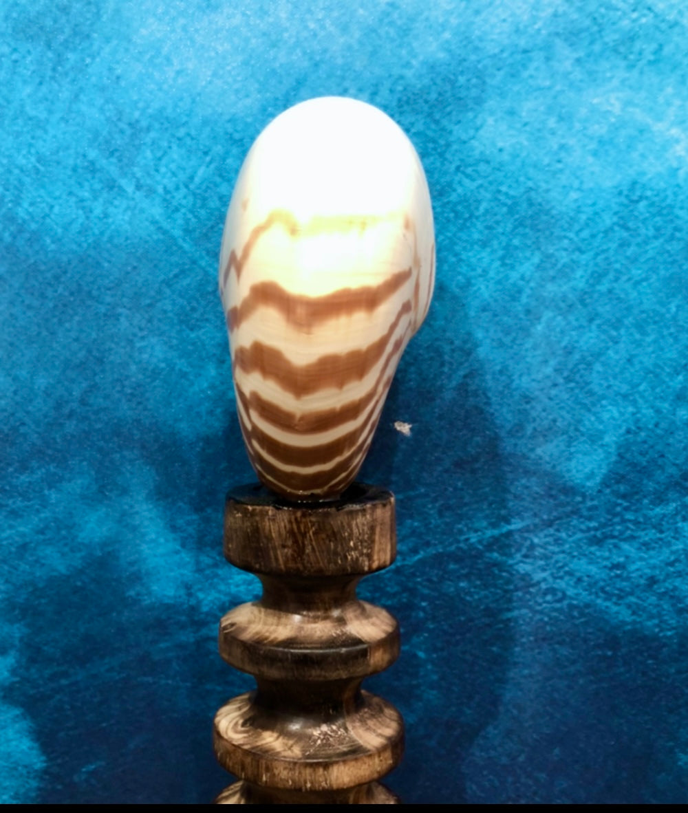 Tiger Nautilus Shell on a Wooden Stand - Treasures from Beneath